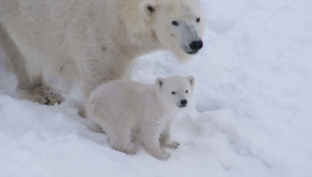 Ranua Wildlife Park Trip - Photo 2