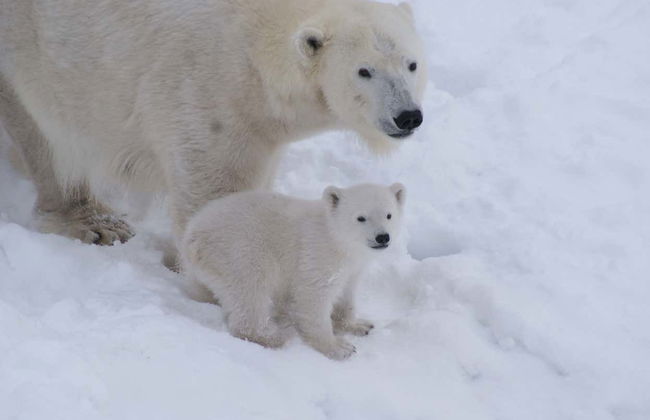 Ranua Wildlife Park Trip - Foto 2