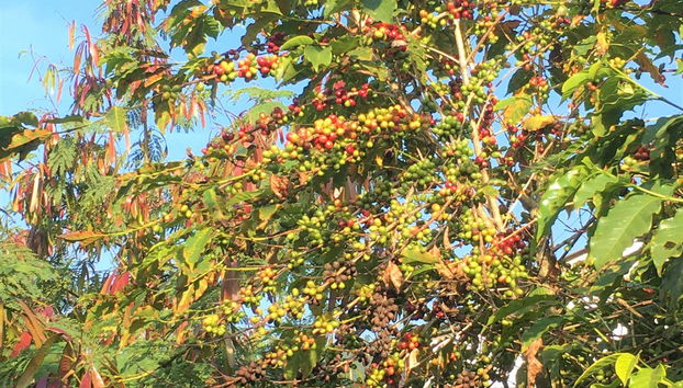 See the renowned coffee plantations