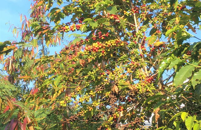 Excursión a los cafetales de Sarangkot - Foto 4