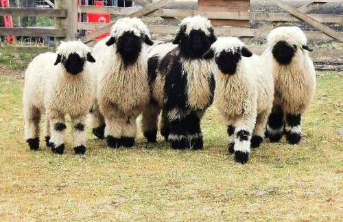 Glen Bay - 2 Bed Lodge on Friendly Farm Stay with Private Hot Tub - Foto 28