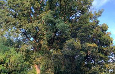 La villa Hortense - Foto 24