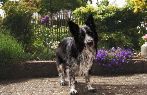 Ferienwohnung Maierers Schaiere - Foto 13