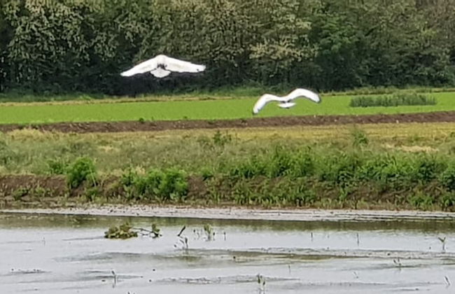 Cascina Moretta - Foto 16