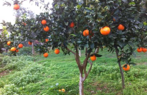 BIO Garden Stonehouse - Foto 43