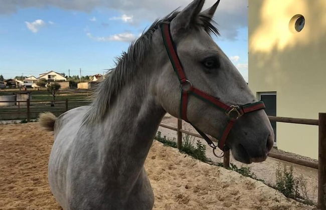 Coudelaria Residence - Foto 41