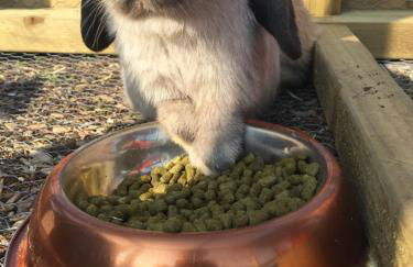 Willow Court Farm Studio South & Petting Farm, 8 mins from Legoland & Windsor, 15 mins from Lapland UK - Foto 102