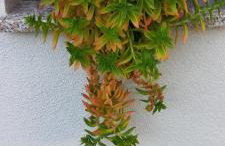 lastva 1&2 - Photo 60