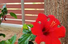 Country Nest - Foto 21