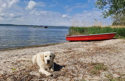 Sommerhaus in Warthe familienfreundlich, mit Garten & Sauna - Foto 24