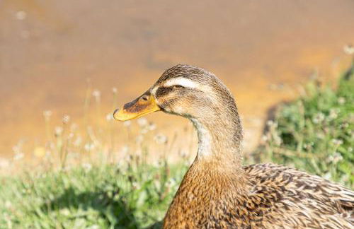 Lilac Lodge, 22 Roadford Lake Lodges - Foto 32