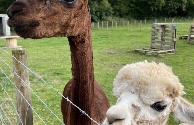 Hawthorn Cottage - Foto 34