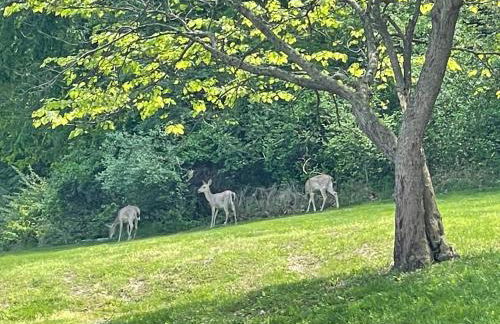 STAIRS OPTIONAL! Lakefront! Pool! On Water! Convenient Fishing! - Photo 63