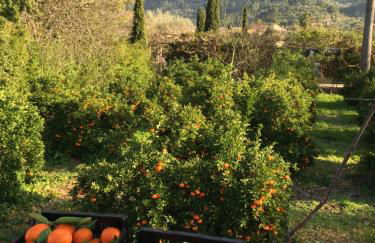 Finca Cas Sant - Foto 45