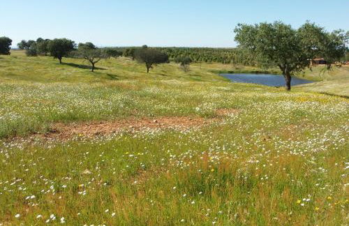 Ninho Da Poupa - Foto 29