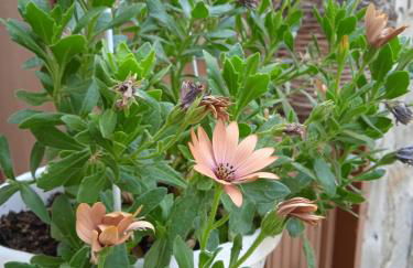 Nni Turiddu - Foto 13