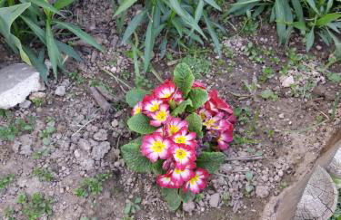 Casa do Vicente - Foto 7