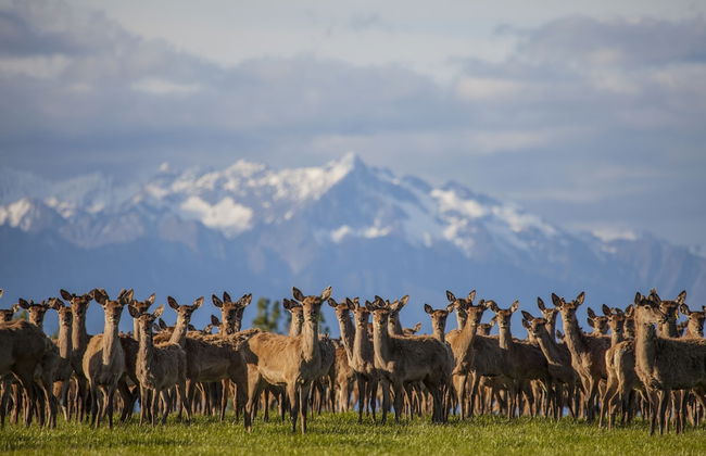 Criffel Station Farmstay - Foto 6