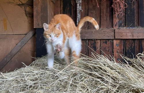 Weidmannsruh - große Ferienwohnung mit 3 Schlafzimmern - Foto 18