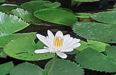 Casa Petar Betari - Foto 76