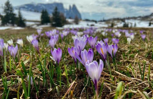 Alpine Chalet CESA VEDLA -nature & silence - Foto 41