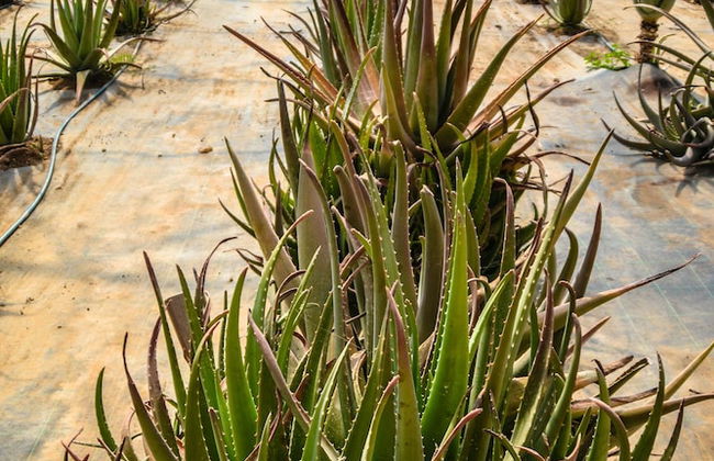 Naturalis Bio Resort & Spa - Foto 47