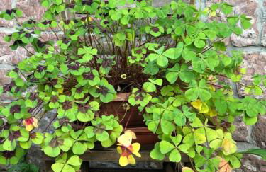 Ferienhaus Werkhof - Foto 28