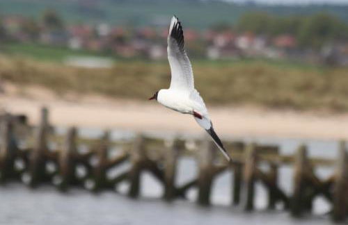 Kindly Light Cottage - Foto 94