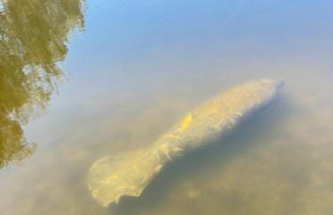 Northern Point of Treasure Island, New Port Richey - Foto 28