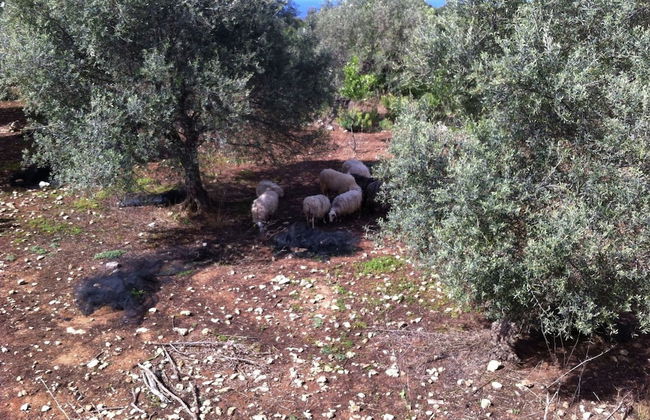 Sea View Villa in Prinès with Private Pool near Rethymnon - Foto 20