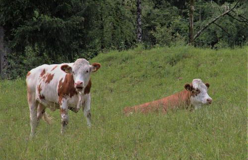 Bocksleitnerhof - Foto 40