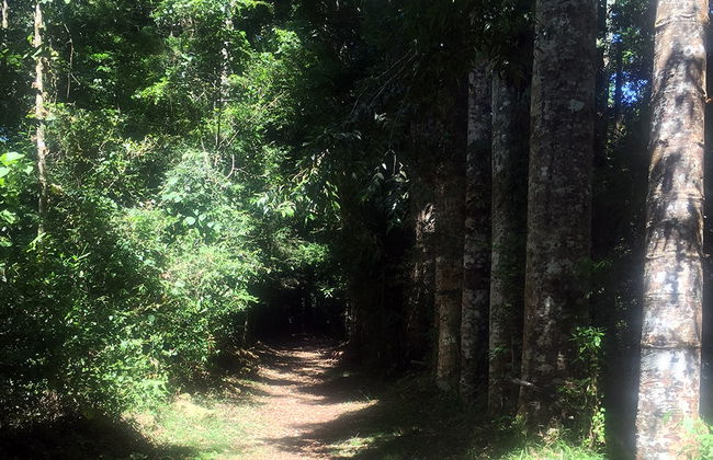 Parque nacional de la Montaña de Ámbar - Foto 4