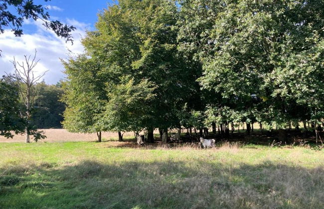 Superb Villa in the Woods of Gaasterland With Wifi and Fireplace - Foto 40