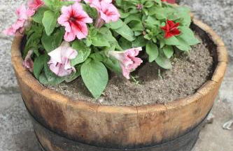 Cal Rosetó - Foto 30