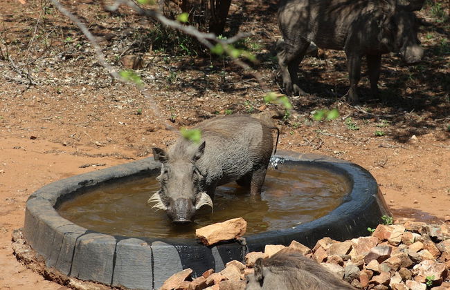 Kruger Kumba - Mugwenzi - Photo 57