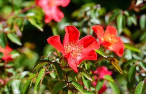 Lovely Family Villa in Modica - Foto 17