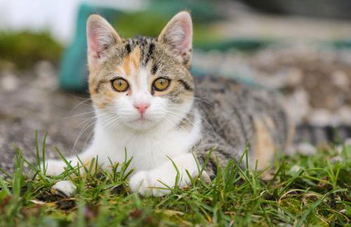 Ferienhof Kleber Bauernhof - mit KönigsCard - Foto 29