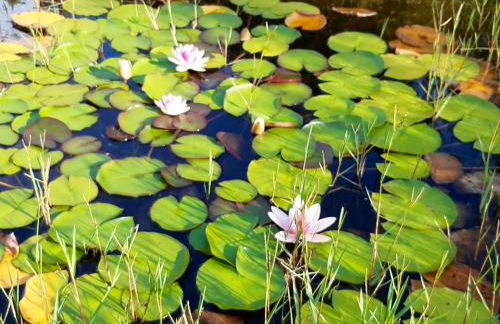 Beautiful villa in Póvoa de Lanhoso with pool and garden - Foto 63