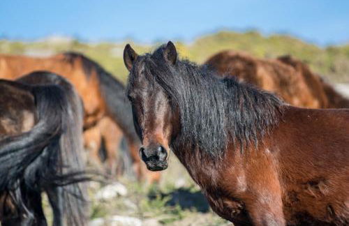 Casa do Rio, Natureza - Nova Gestão - Foto 64