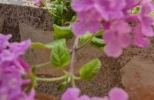 Azzurra Home-Charming Property- For 6 guests - Foto 23