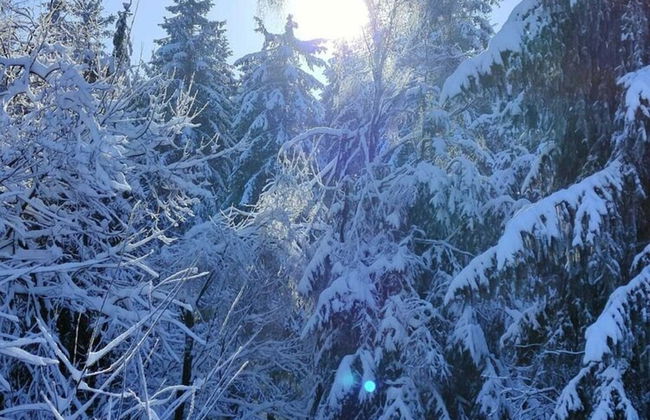 Chalet in the Woods With Nordic Bath - Photo 24