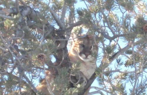 Cozy Accommodation with Breakfast Included in Meeteetse, Wyoming - Foto 11