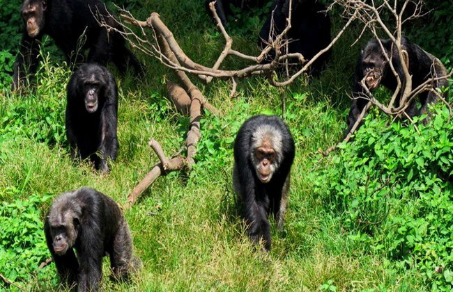 1 Day Ngamba Island Chimpanzee Sanctuary Entebbe - Foto 7
