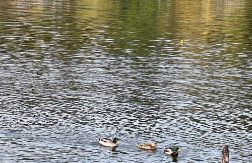 Ohop Lake Escape - Foto 38