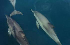 Experiência a bordo em Angra - Foto 6