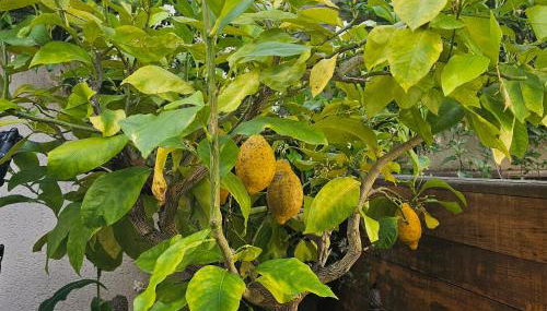Gite Au Coeur de Tours, familial avec jardin au calme, parking - Photo 3, Garden