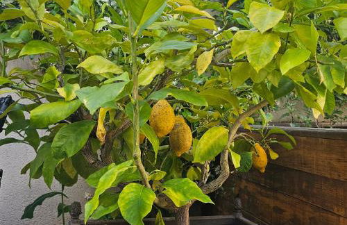 Gite Au Coeur de Tours, familial avec jardin au calme, parking - Photo 3