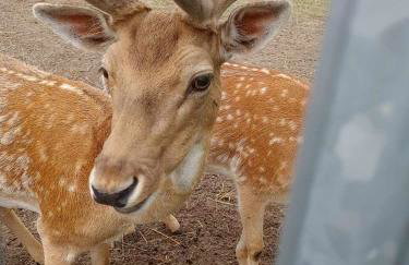 Domki Na Wiosce - Foto 68