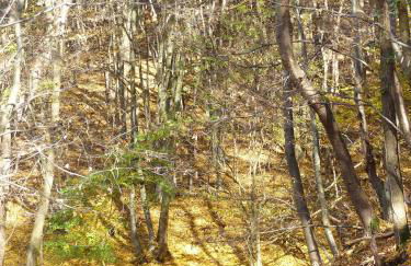 Ferienhaus Fischbachtal - Foto 29