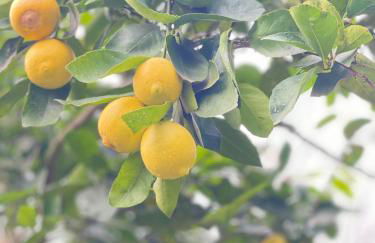 Casa da nascente douro - Foto 50